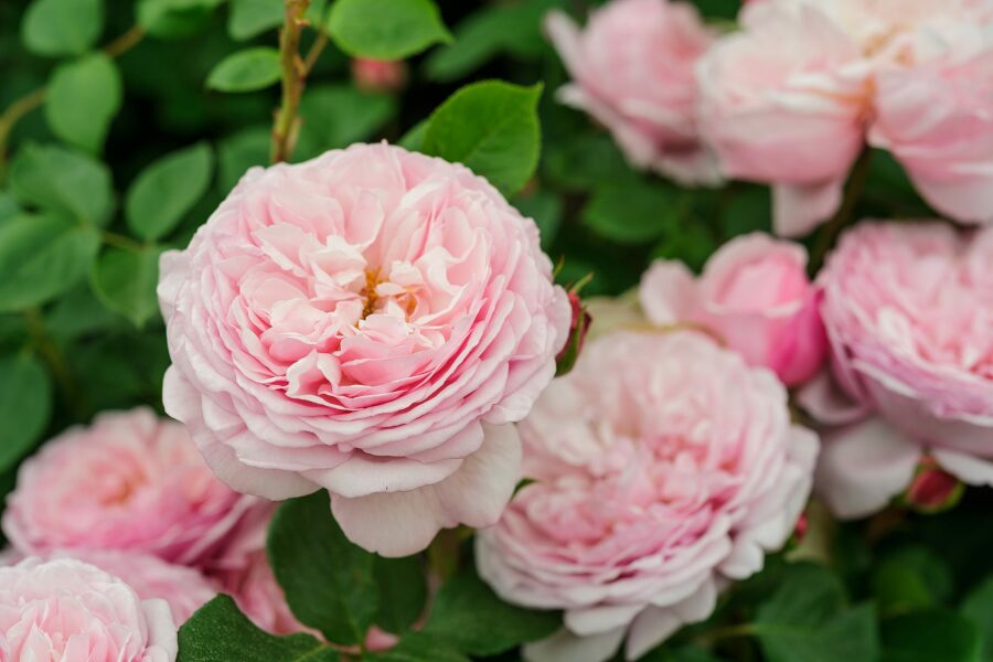 Please recommend me roses with knockout very high fragrance 