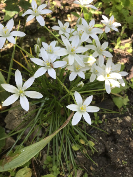 Ornithogalum/Star Of Bethlehem - invasive?