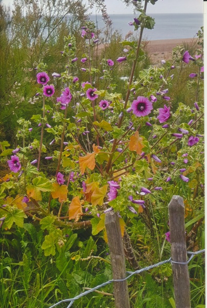 What's the name of this pink flower on Brighton sea front?