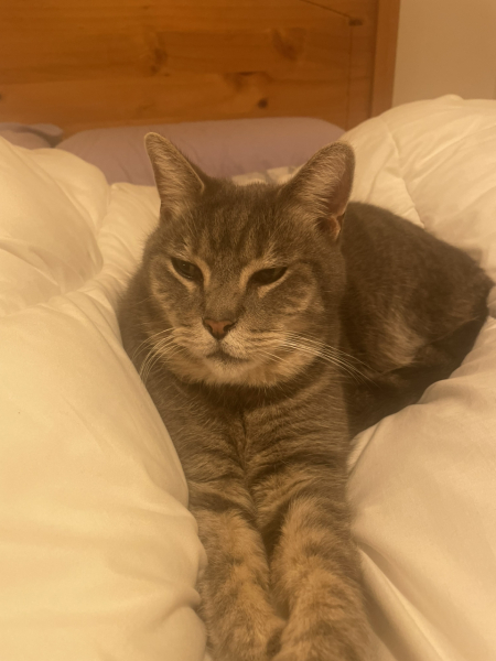 Apple air tags on cats.