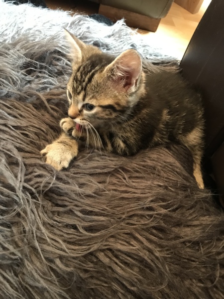 Meet baby Blossom 
