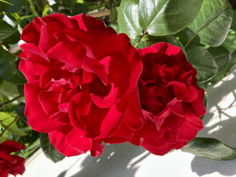 What have you done in the garden today?