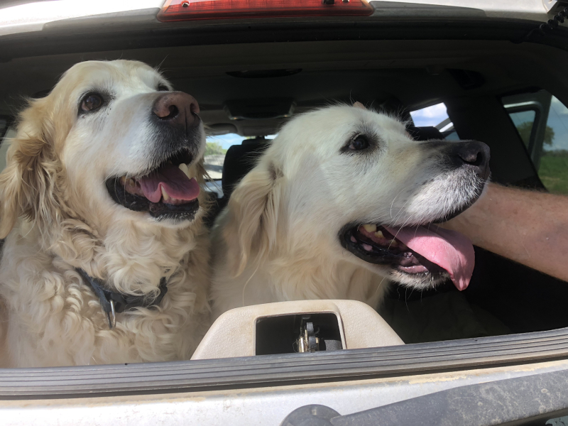 A sister for our golden retriever girl