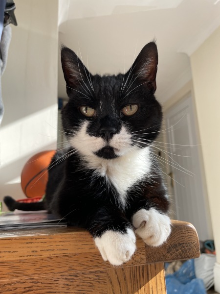 My cat is at the end of his life and I’m struggling to know what to do