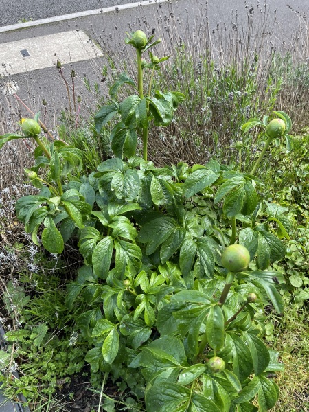 Have your peonies sprouted yet?