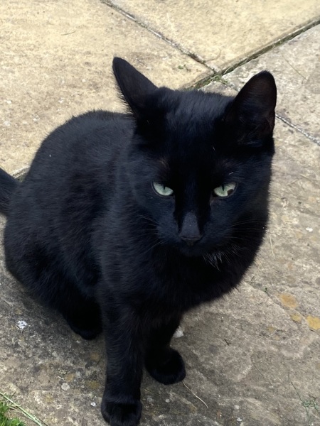 What is this mark in my cats eye?