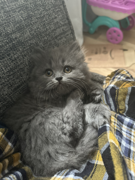 What to name this fluffy monster?