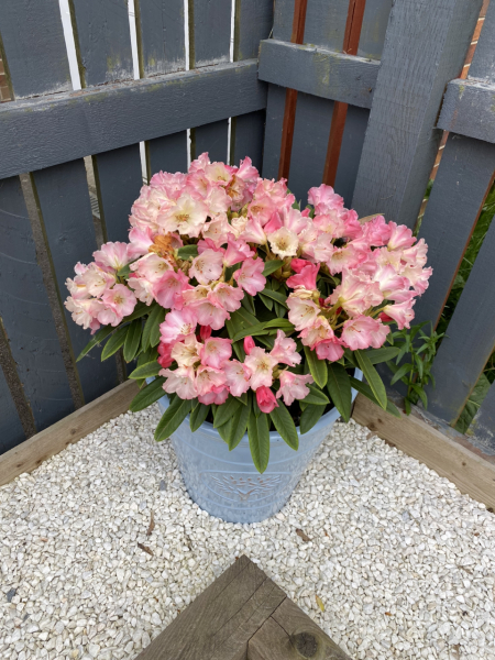 Please help me with my rhododendron!
