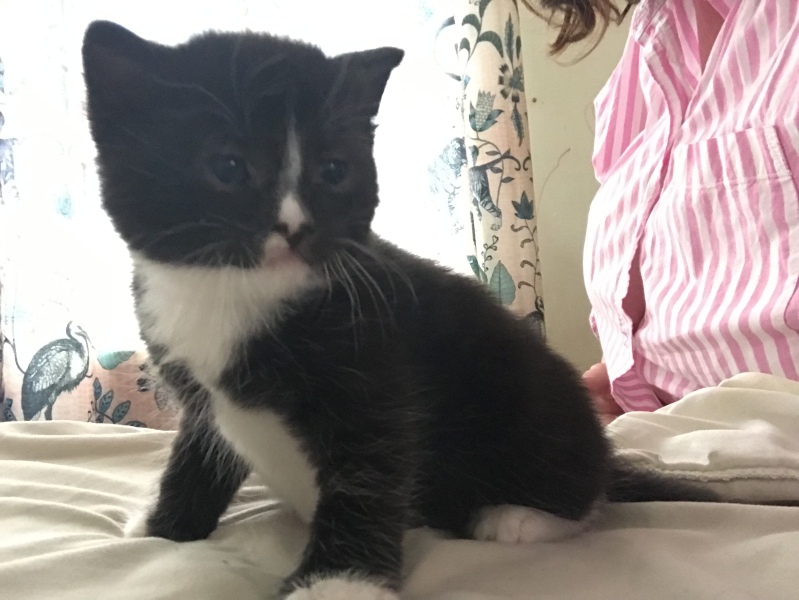 Kittens 4.5 weeks, rarely eating their wet food 