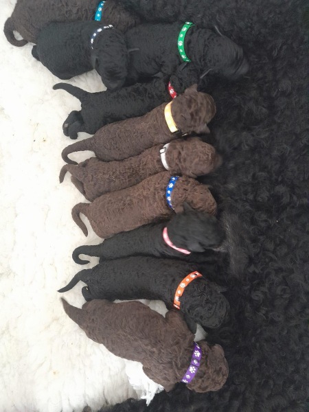 We are getting a puppy