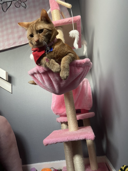 Let's have a happy thread. Show me your kitties.
