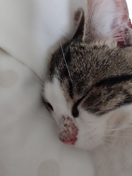 What is this on my cats nose?