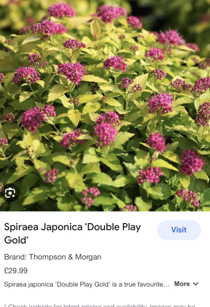 Are you able to ID this shrub?