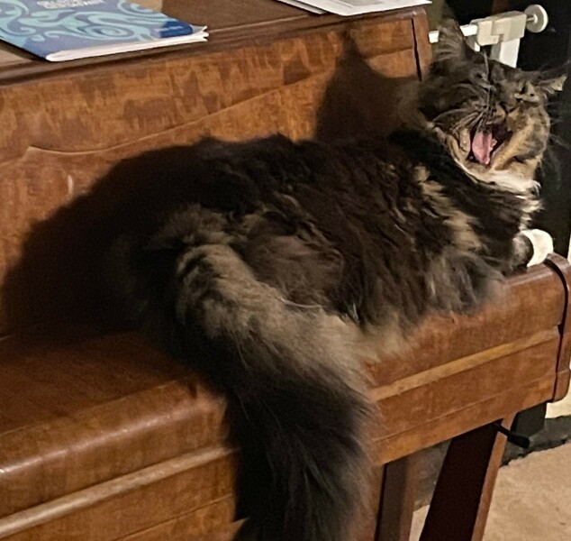What are rag doll cats like? 