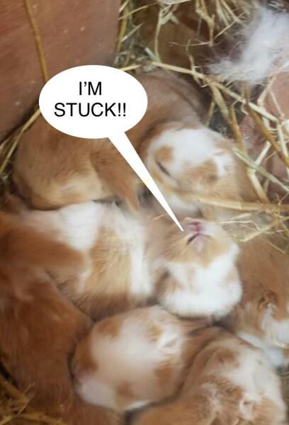 Adopted 2 rabbits and both have had babies! Urgent advice needed