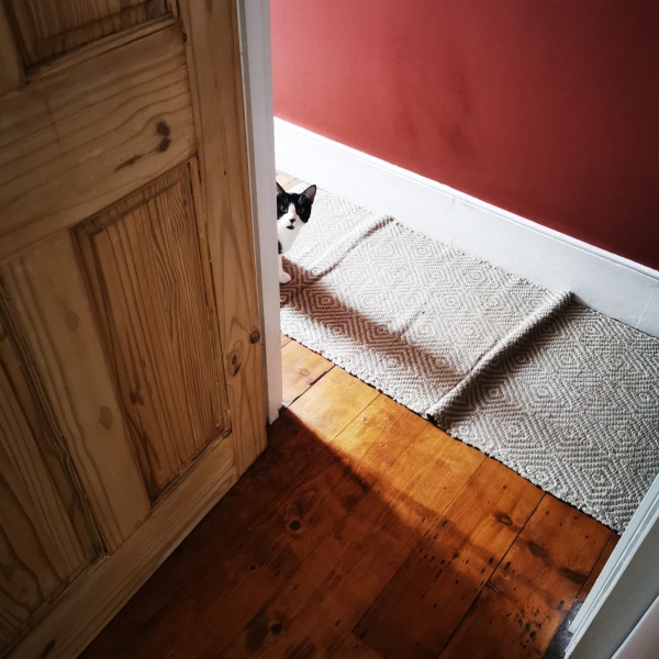 When will I know I'm ready for a new cat?