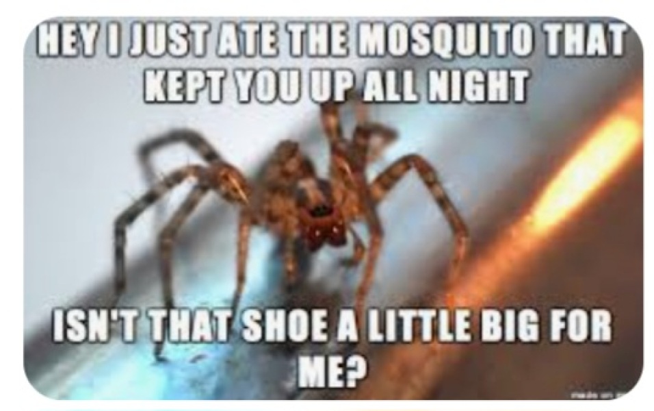 desperate to get rid of spiders :( 