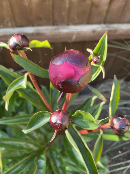 Have your peonies sprouted yet?