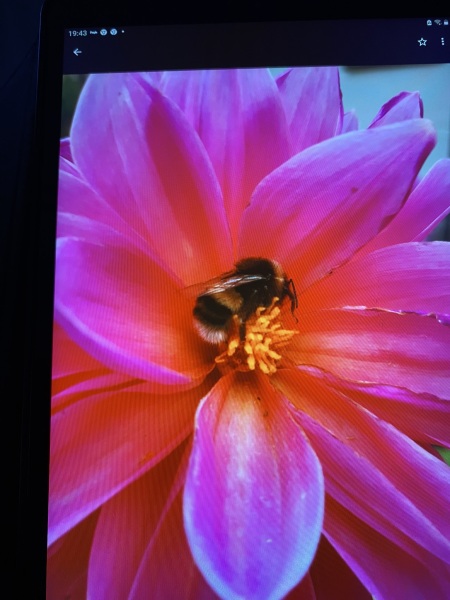 Who’s growing Dahlias this year