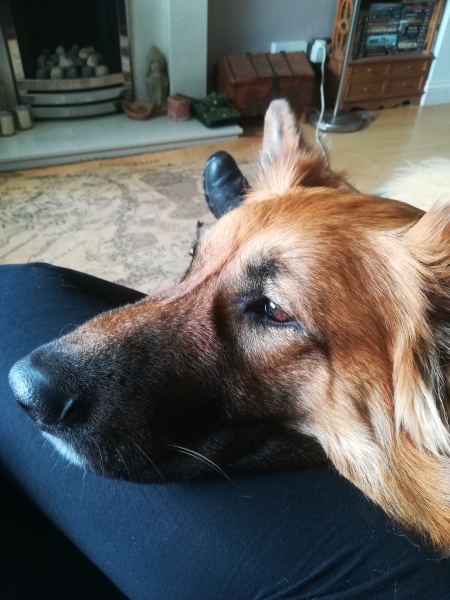 My dog is sprawled across me asleep.  I have needed a wee for over an hour but don’t want to disturb me.  Anyone relate? Pic included! 