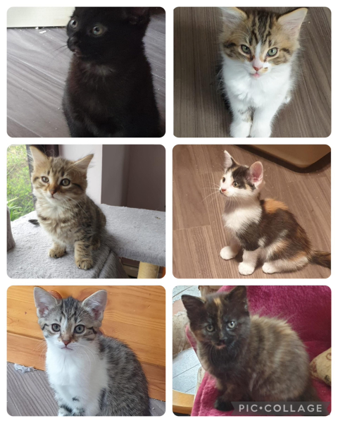 Help me choose kittens!