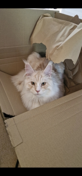 Is my Maine Coon fat?