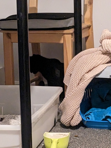 First cat foster - am I doing this right?!