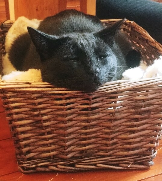 Cats used to be worshiped as Gods...