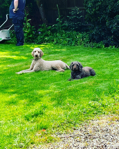 Where are all the poodles?