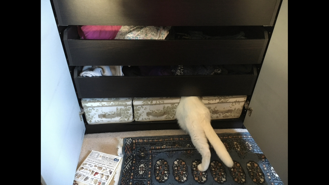 Show me your cats hiding places 