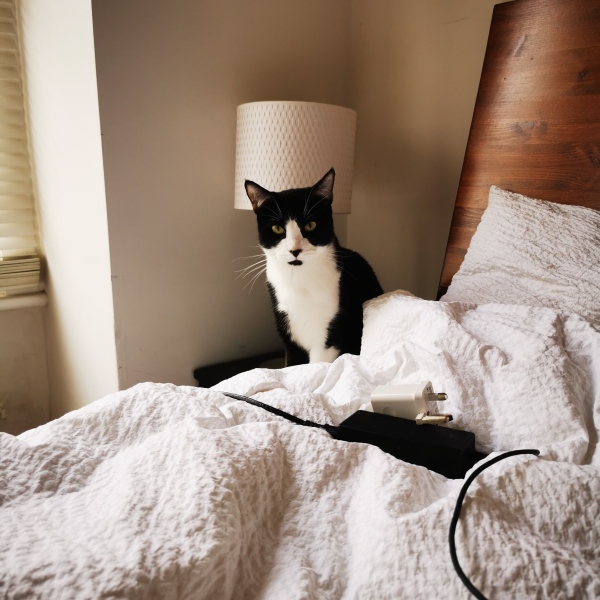 When will I know I'm ready for a new cat?