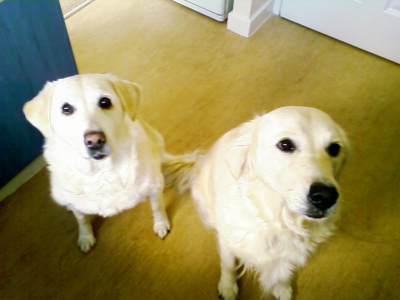 Therapy dogs in shops and restaurants 