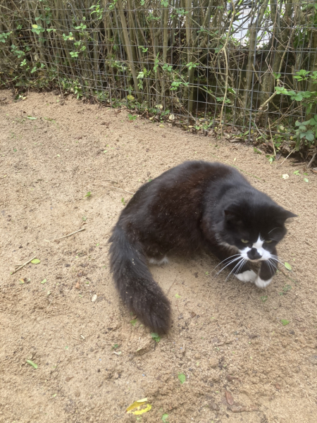 How can I stop magpies from bullying my cat?