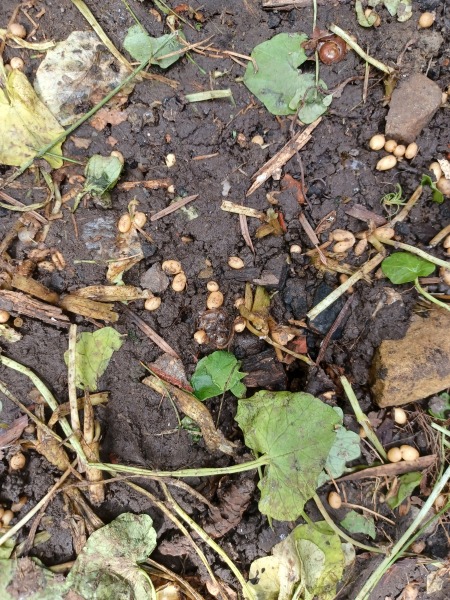 What is this new weed all over my beds?