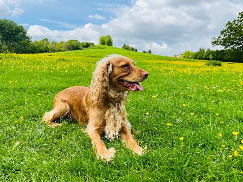 For those selling a house, if you have dogs please open windows before your viewings!!