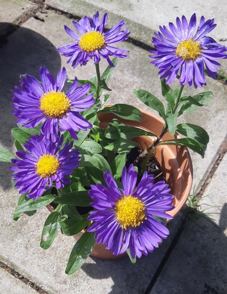 Plant ID
