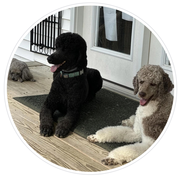 Where are all the poodles?