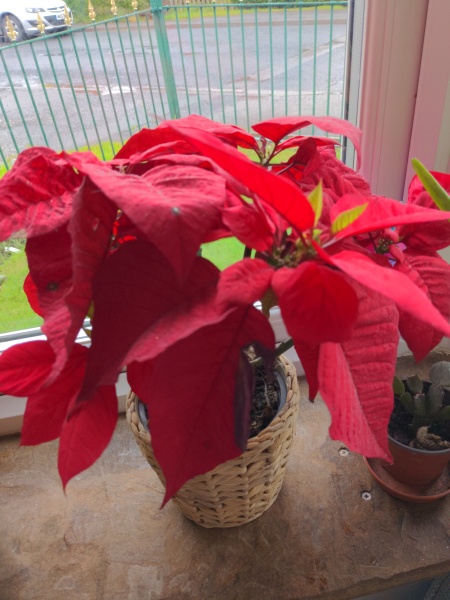 My poinsettia is still going strong