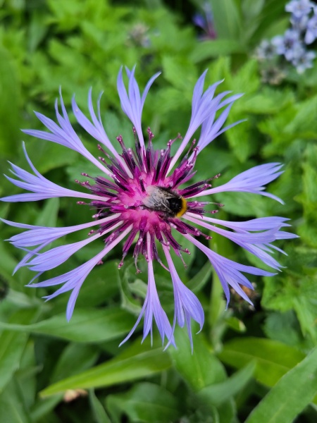 What plant do bees and butterflies love the most in your garden?