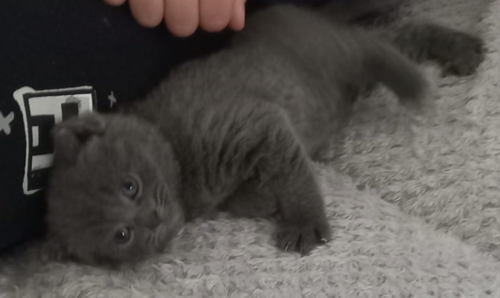 What to name BSH kitten?