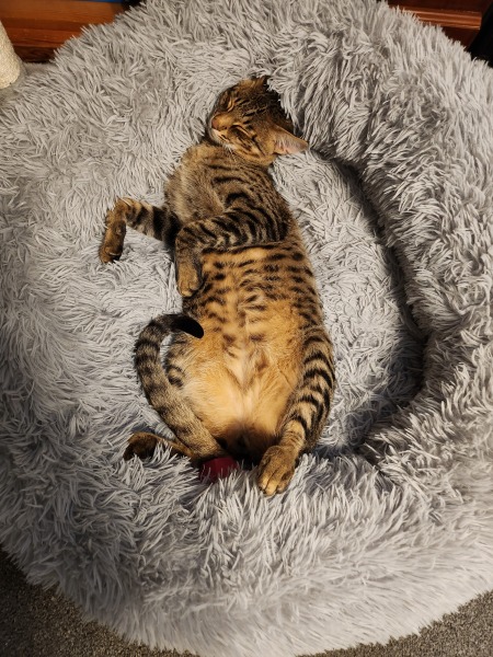 Let's have a happy thread. Show me your kitties.
