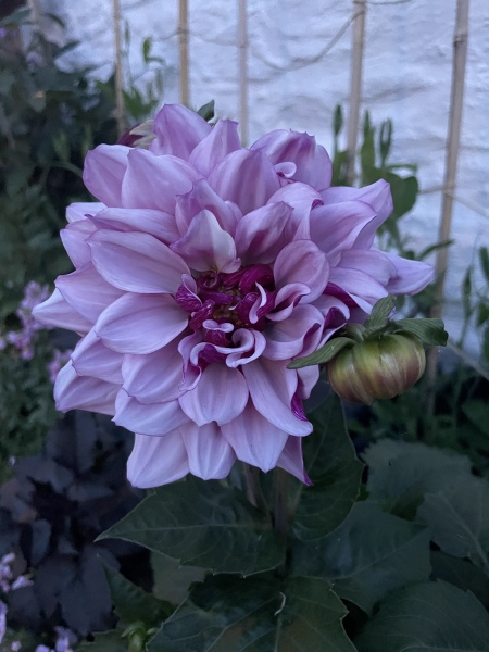 Who’s growing Dahlias this year