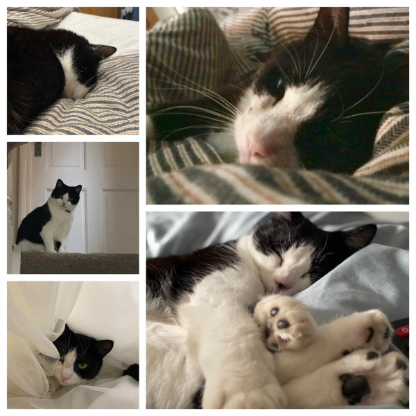 Let's have a happy thread. Show me your kitties.