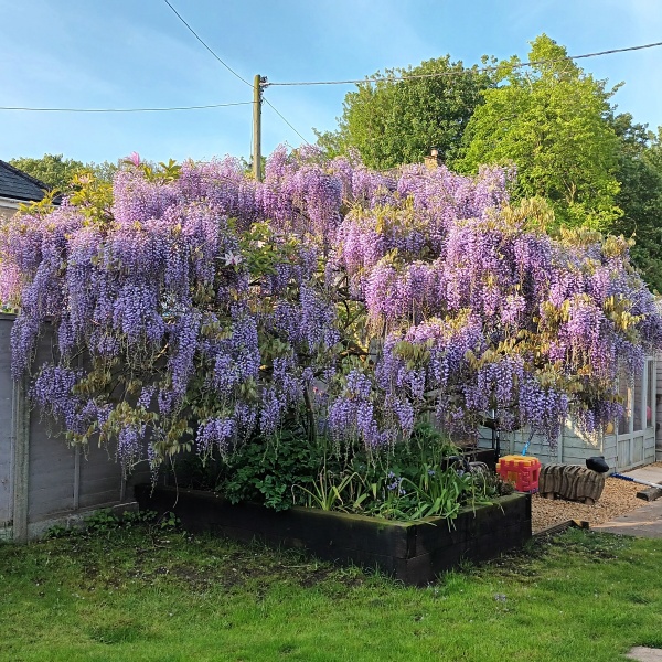 After SEVEN years my wisteria has finally burst into bloom