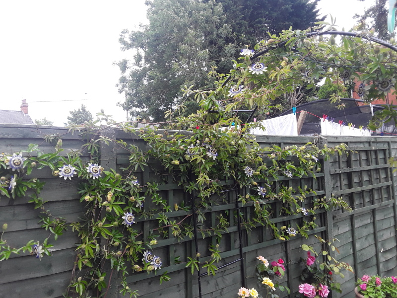 Help me choose a climber
