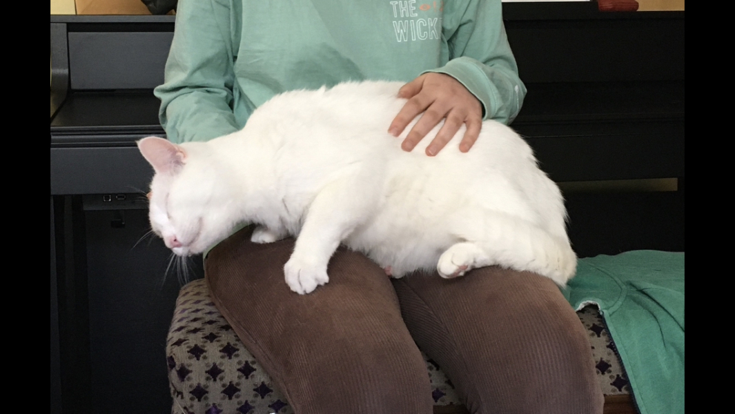 Fat cat/wet food suggestions please 