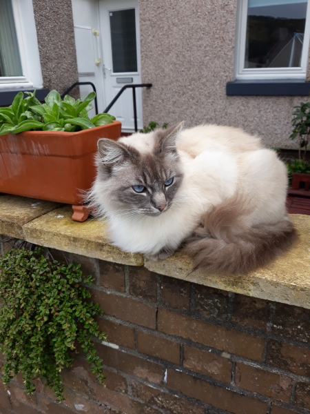 How many black cats...