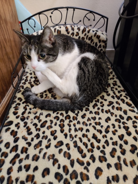 Let's have a happy thread. Show me your kitties.