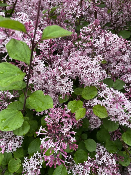 Plant IDs please! New garden coming to life
