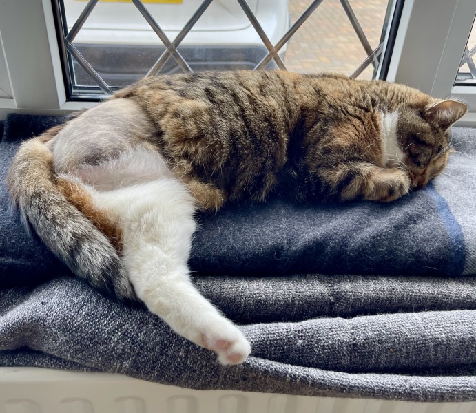 PTS or amputate leg?